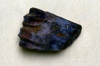 藏品(鹿掌骨下端)的圖片